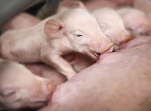 Nye avlsmål giver griseproducenten større økonomisk gevinst