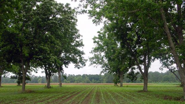 Dansk Økojord har købt et gårdareal på Orø på 900 hektar