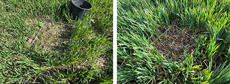 På billederne ses forskellen på en tynd (til venstre) og kraftig (til højre) hvedemark. Ved at graduere dosis får vi den ønskede koncentration, uanset hvor kraftig eller tynd afgrøden er.
